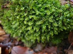 Plagiochila porelloides