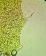 Plagiochila porelloides