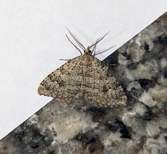 Helastia corcularia