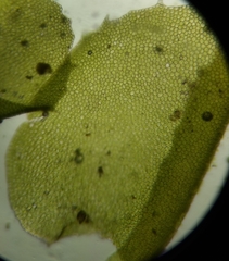 Plagiochila porelloides