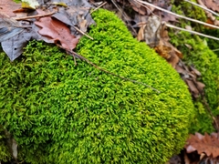 Pseudanomodon attenuatus