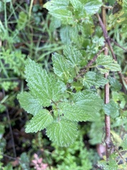 Urtica dioica
