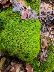 Pseudanomodon attenuatus