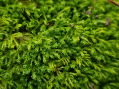 Pseudanomodon attenuatus