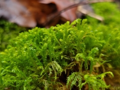 Pseudanomodon attenuatus