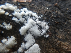 Ceratiomyxa