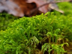 Pseudanomodon attenuatus