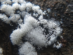 Ceratiomyxa