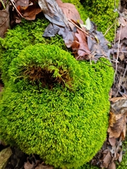 Pseudanomodon attenuatus