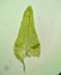 Pseudanomodon attenuatus