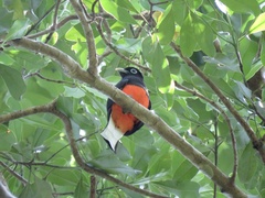 Trogon bairdii