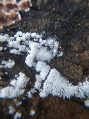 Ceratiomyxa