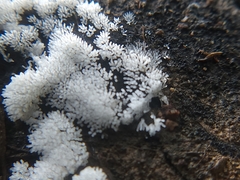 Ceratiomyxa