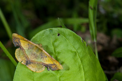 Fascellina plagiata