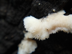 Schizophyllineae