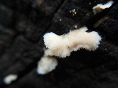 Schizophyllineae