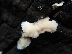 Schizophyllineae