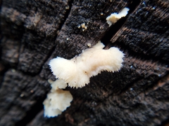 Schizophyllineae