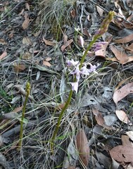 Dipodium pardalinum