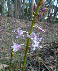 Dipodium pardalinum