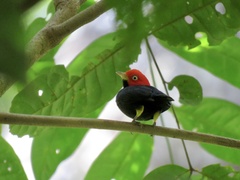 Ceratopipra mentalis