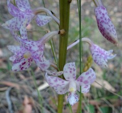 Dipodium pardalinum