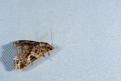 Callopistria phaeogona