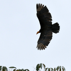 Cathartes melambrotus