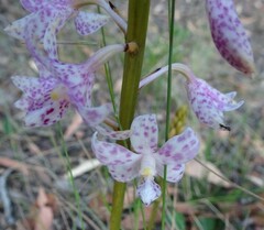 Dipodium pardalinum