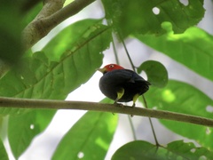 Ceratopipra mentalis