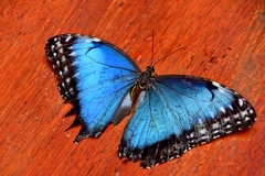 Morpho helenor