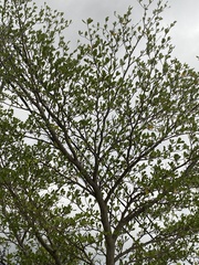 Terminalia mantaly