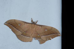 Antheraea pernyi