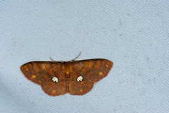 Discoglypha locupletata