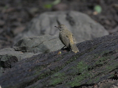 Pycnonotus conradi