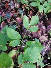 Aegopodium