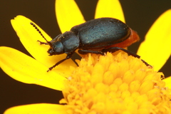 Gastrida abdominalis