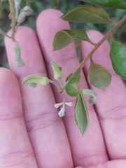 Grevillea mucronulata
