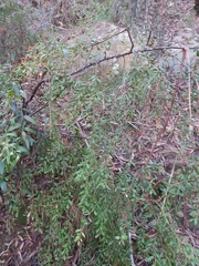 Grevillea mucronulata