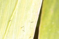 Megalurothrips sjostedti