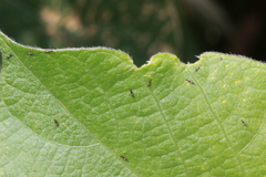 Megalurothrips sjostedti