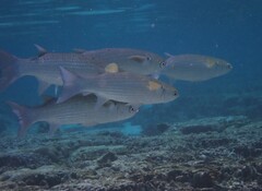 Crenimugil crenilabis