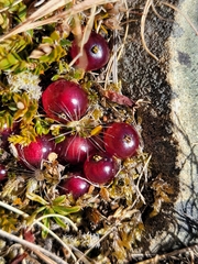 Coprosma atropurpurea