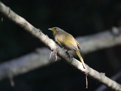 Pycnonotus finlaysoni