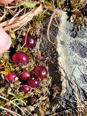 Coprosma atropurpurea