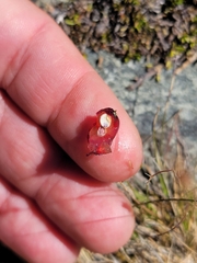 Coprosma atropurpurea