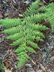 Calochlaena dubia