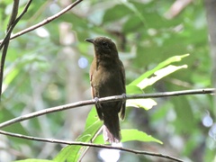 Schiffornis veraepacis