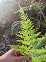 Calochlaena dubia
