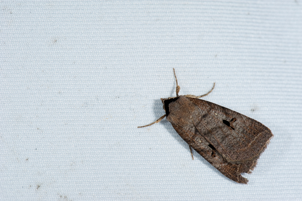 Lygephila kishidai